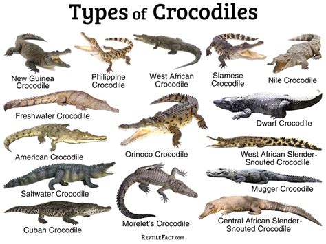 are crocodiles reptiles